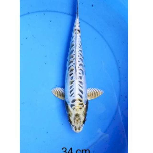 Aragoke 34 cm
