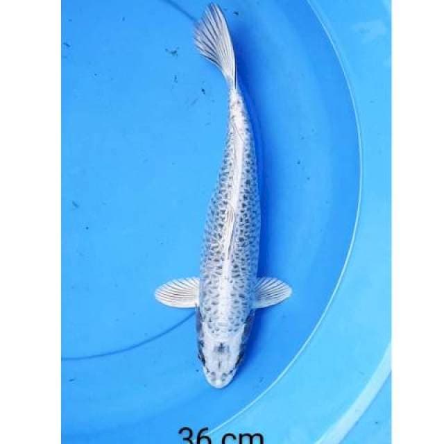 Aragoke 36 cm