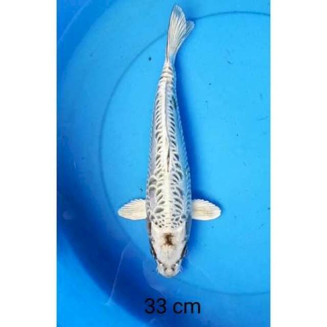 Aragoke 33 cm