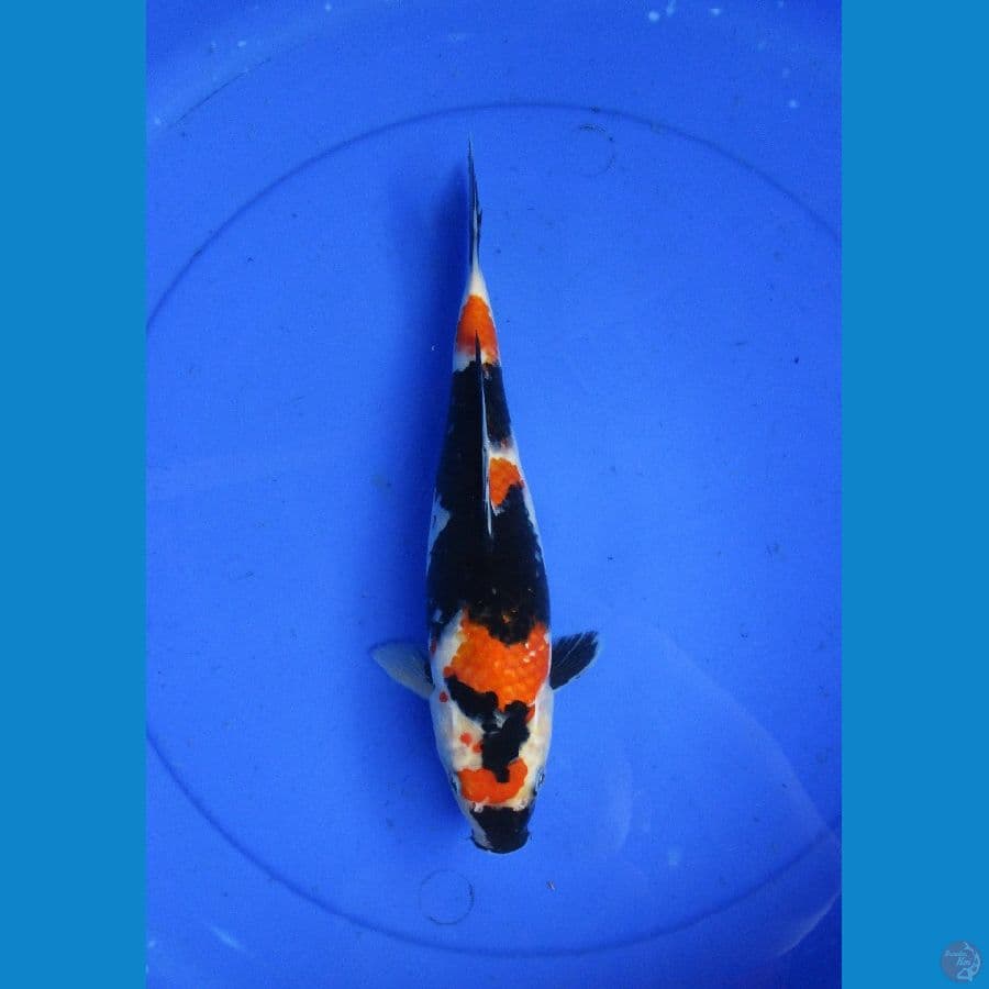 showa ±30cm