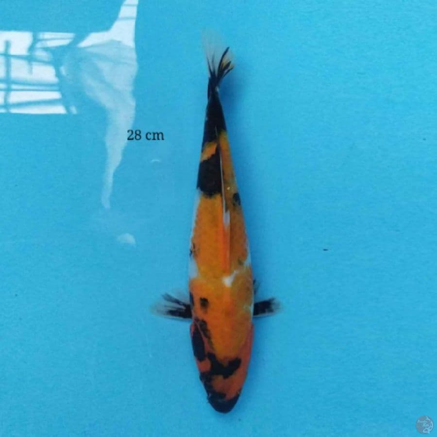 Showa 28 cm