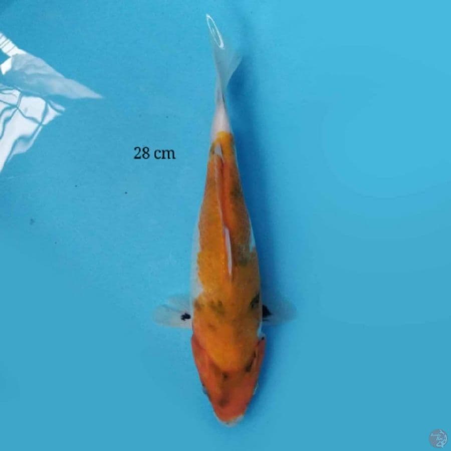Showa 28 cm