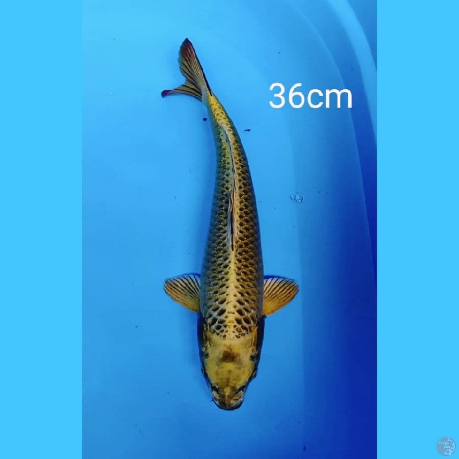 mukashi 36cm