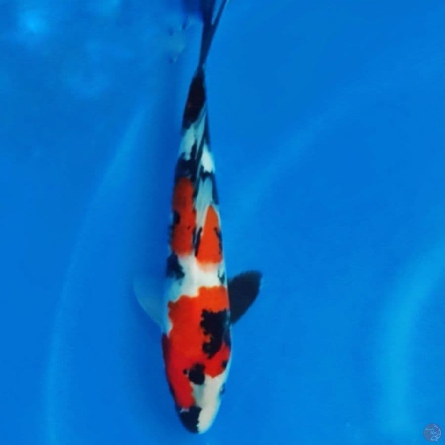 Showa sanshoku 29cm HQ