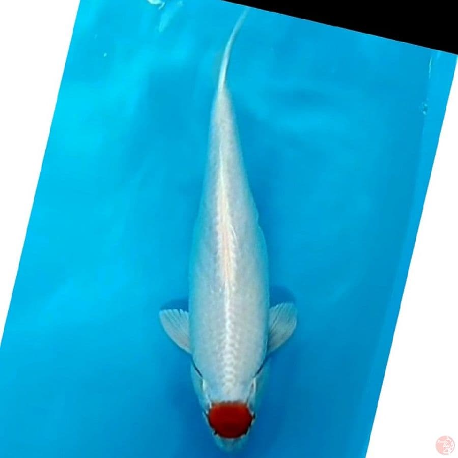 JUMBO TOSAI tc Hikari