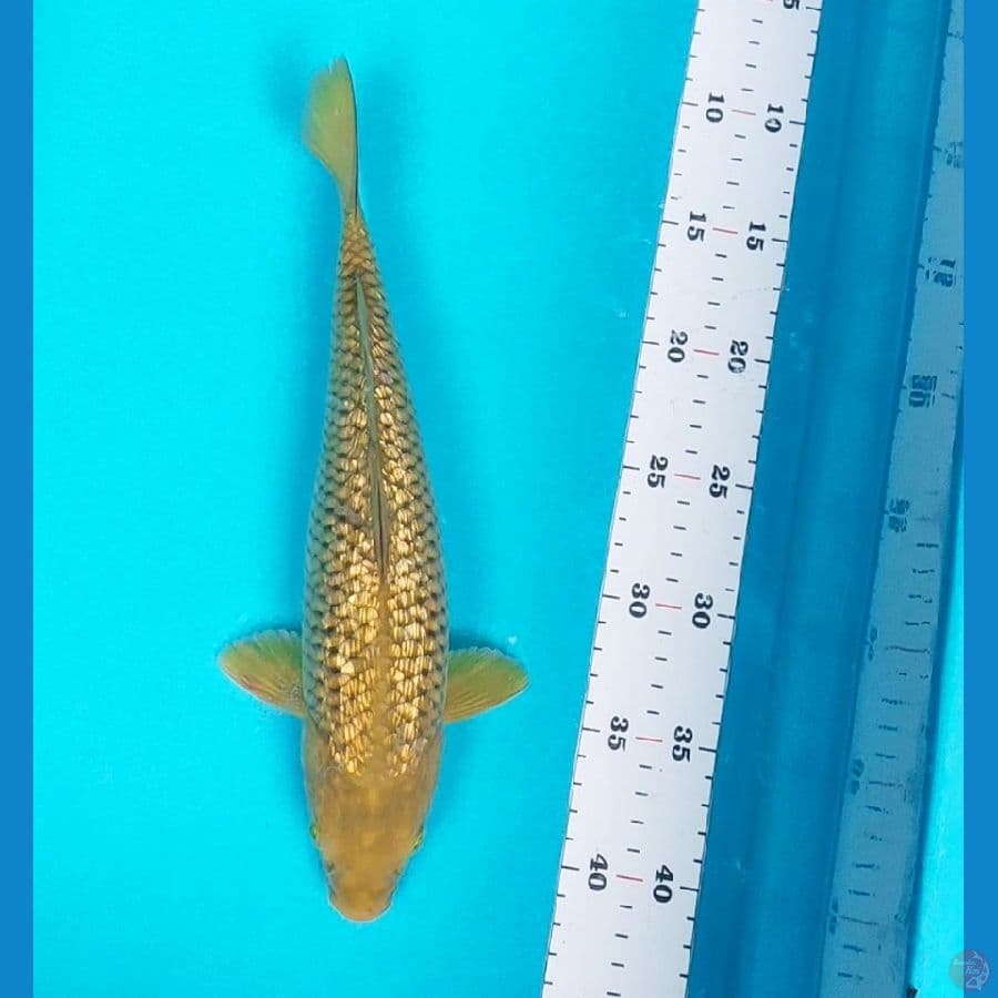 midori ginrin 30cm