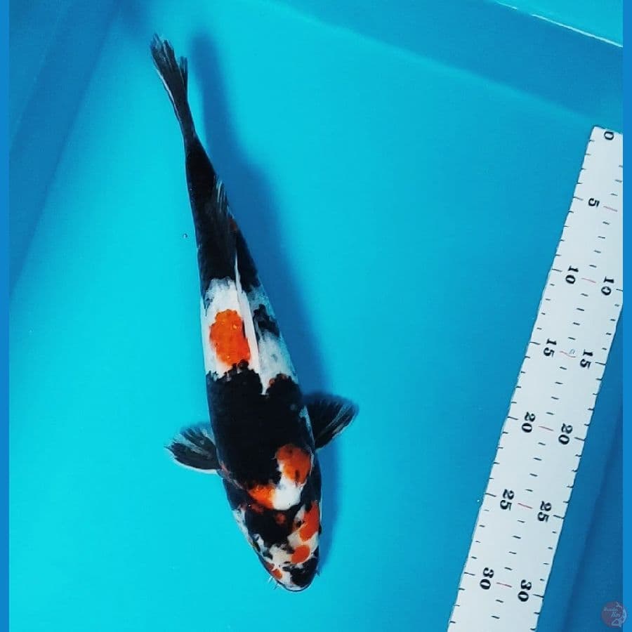 showa strong 32cm