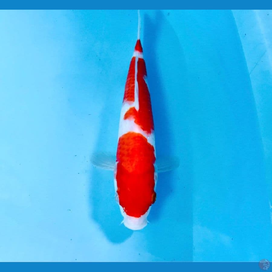 kohaku, 25 cm