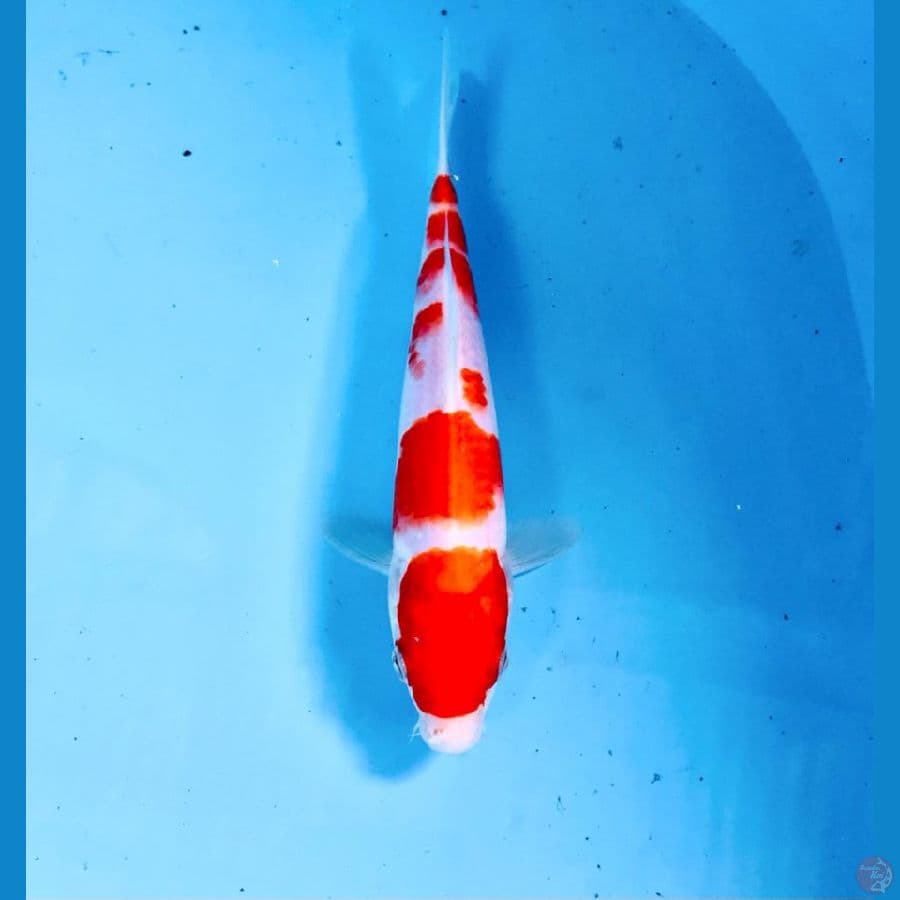 kohaku, 23 cm