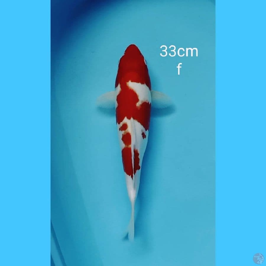 kohaku mantep 33cm