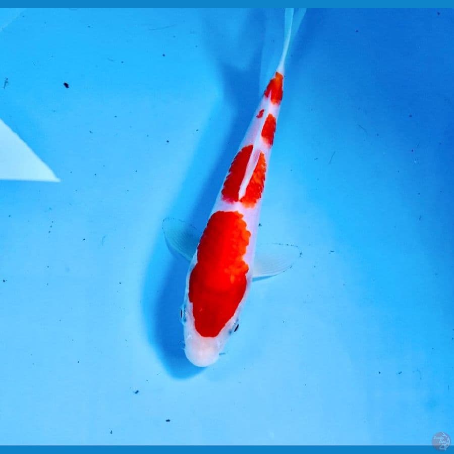 kohaku, 20 cm