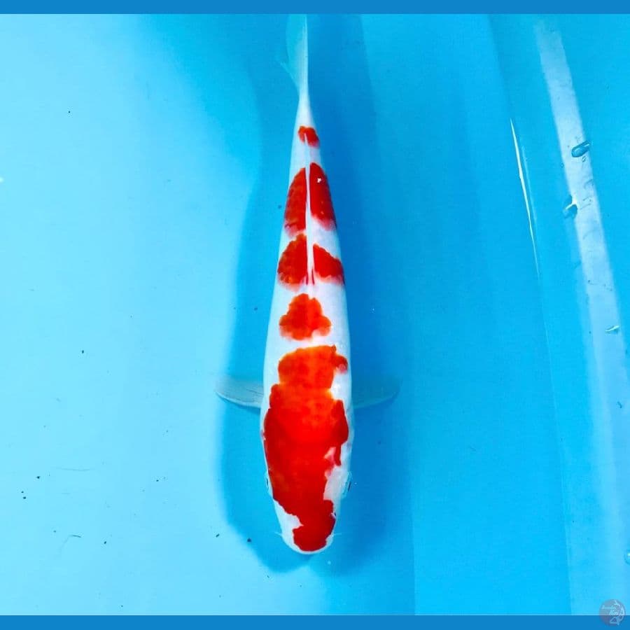 kohaku, 28 cm