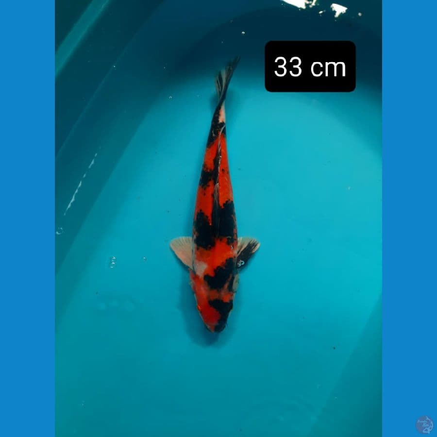 Showa 33 cm