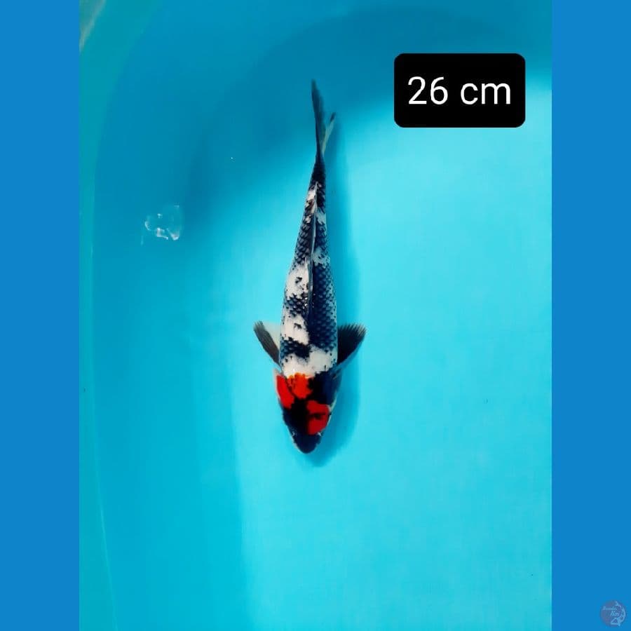 tancho showa 26 cm