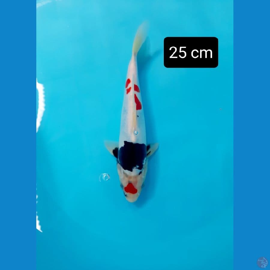 Doitsu pumada 25 cm