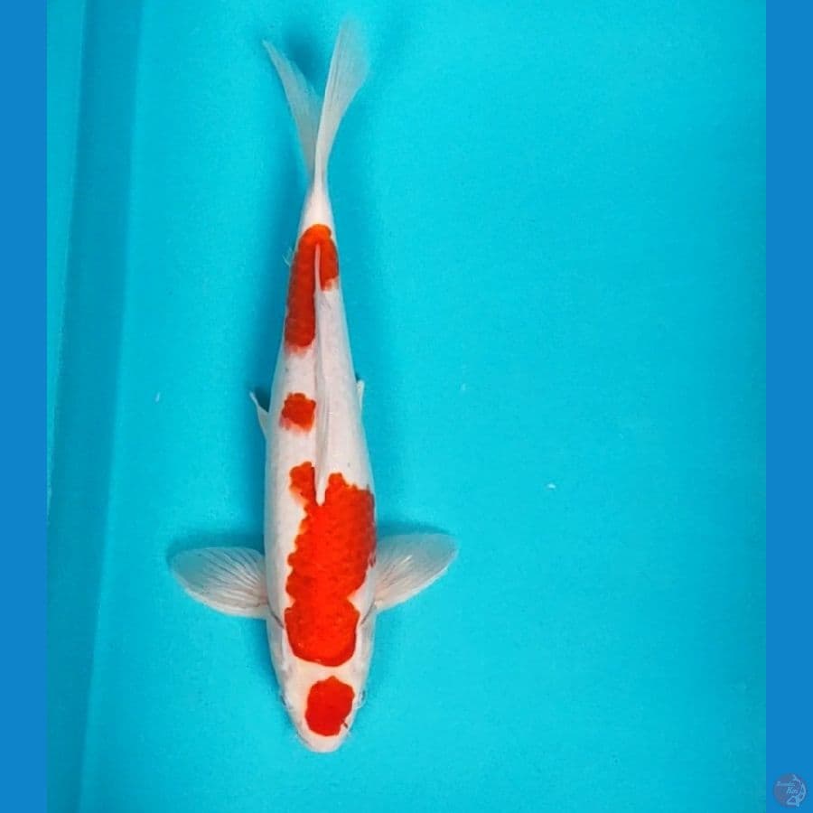 maruten kohaku 32cm male