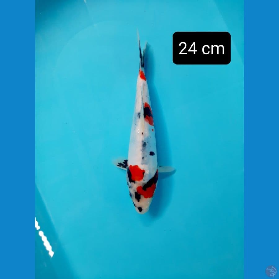 pumada kf 24 cm