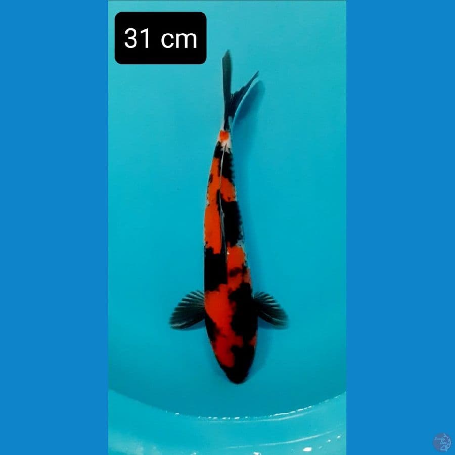 hishowa 31 cm