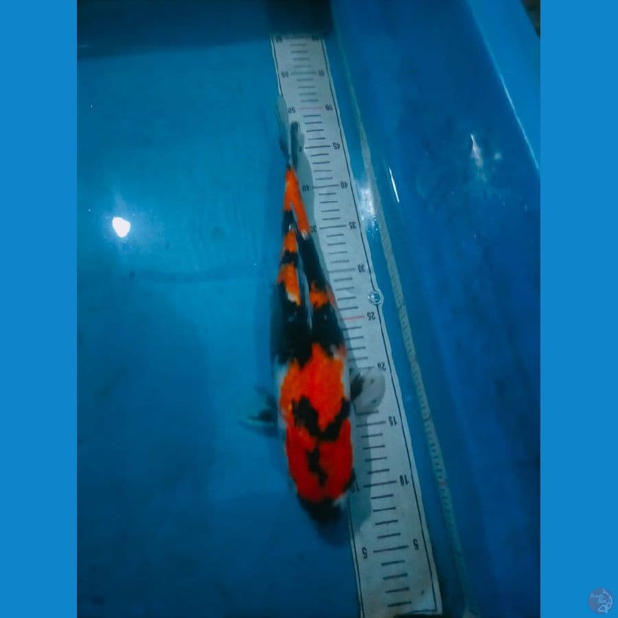 showa ±45bu