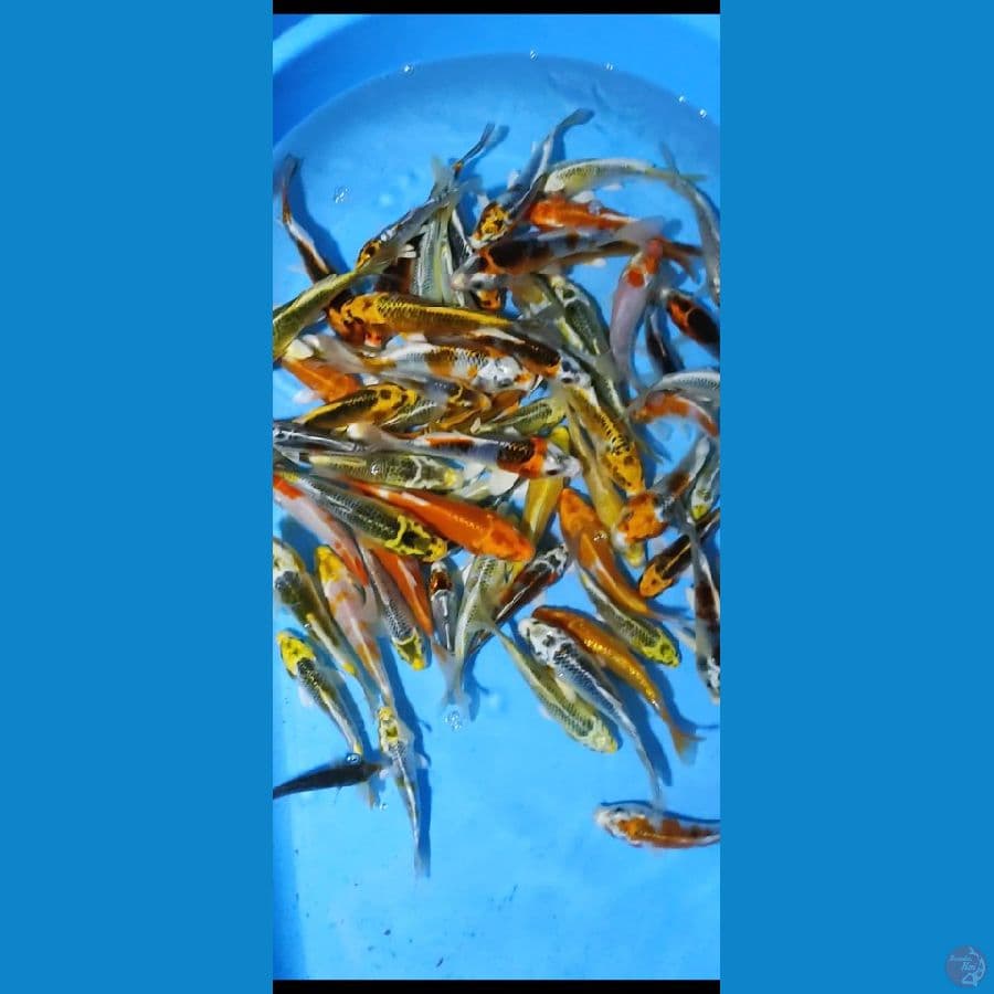 kojaku 12-17cm 60ekor