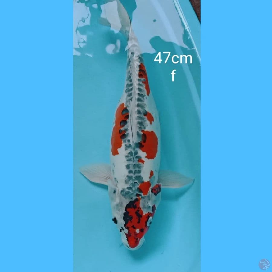 kujaku doitsu 47cm