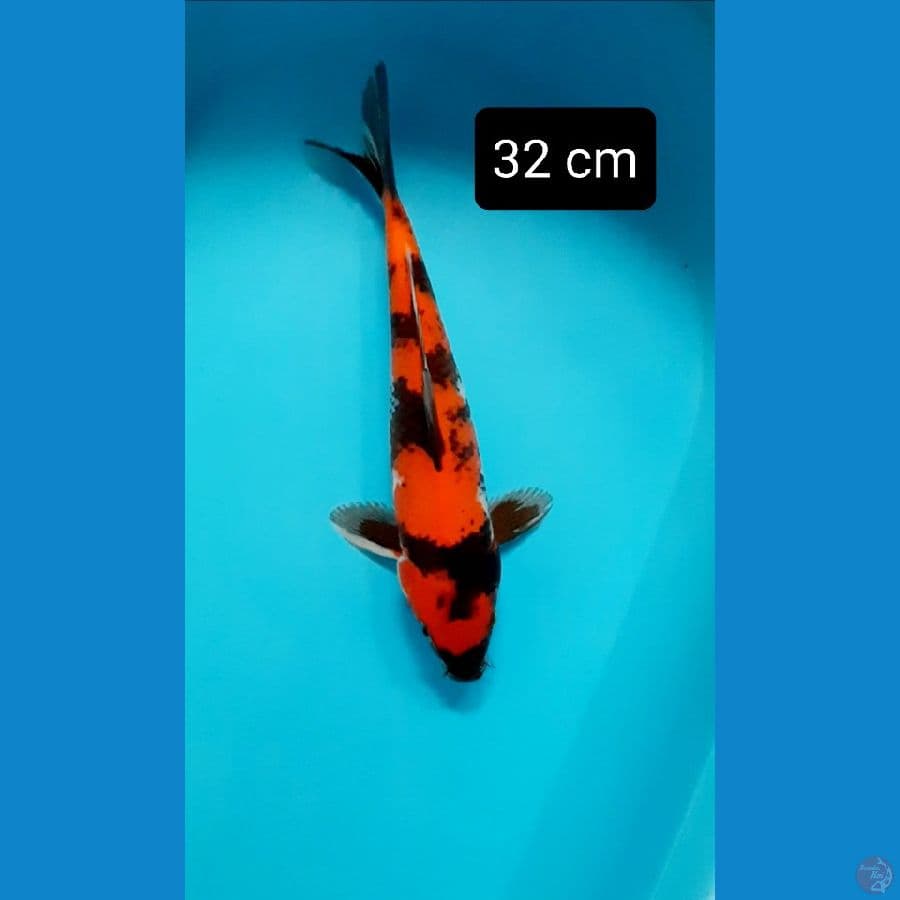 hishowa 32 cm