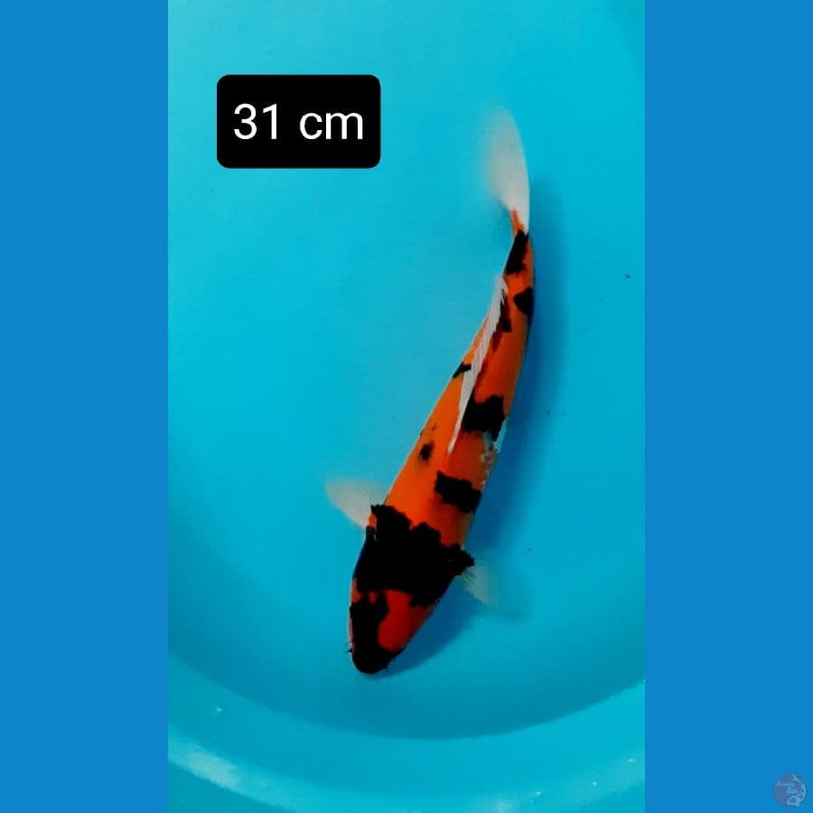 hishowa 31 cm