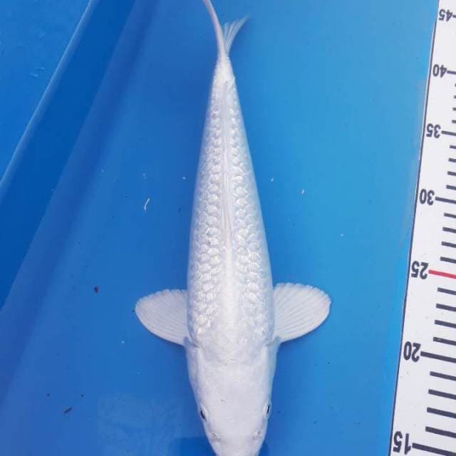 Platinum ginrin salju?
