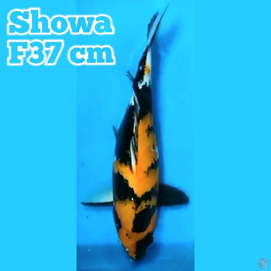 Showa F 37 cm