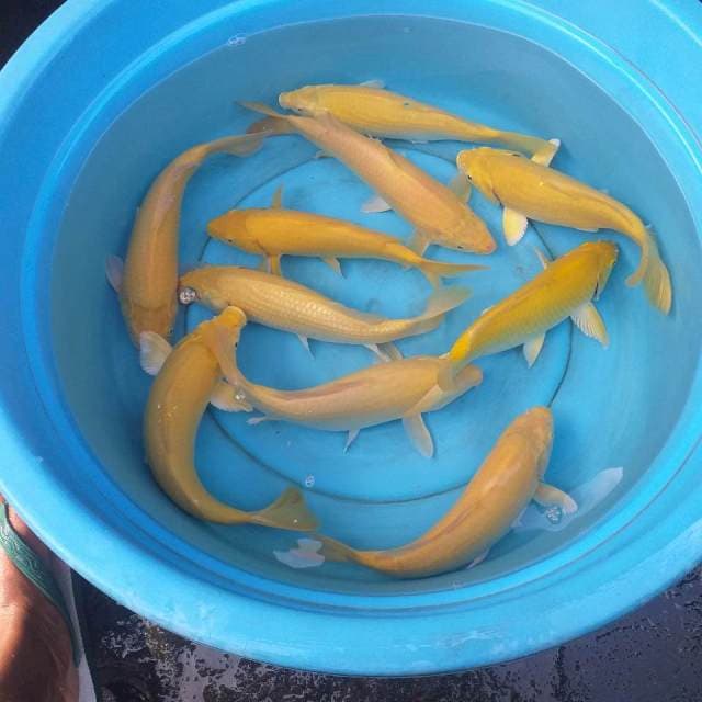 Mix karasi lemon body munuk