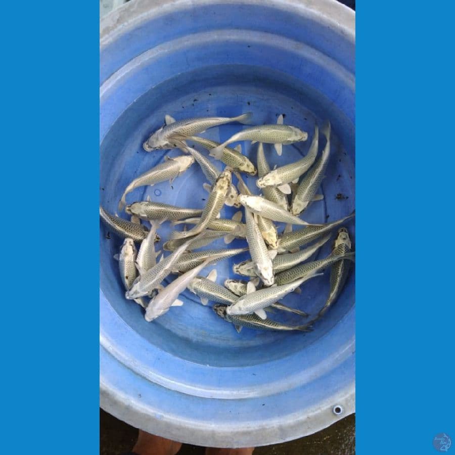 mix polosan mukasi 30 ekor