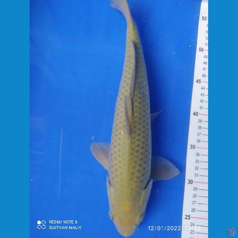 soragoi 35 cm