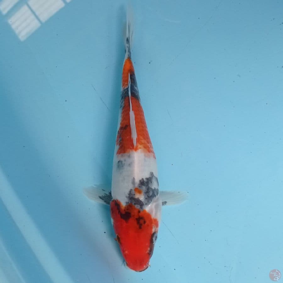 SHOWA 27 cm