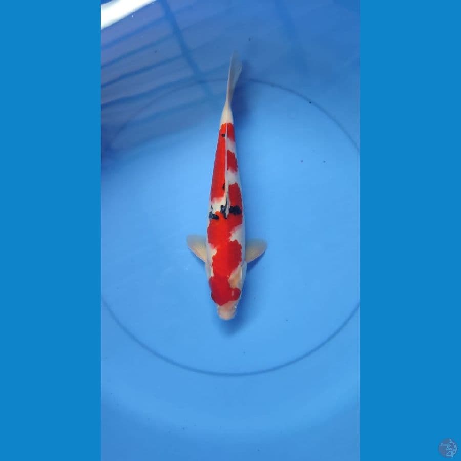 Inazuma Sanke 34cm Male