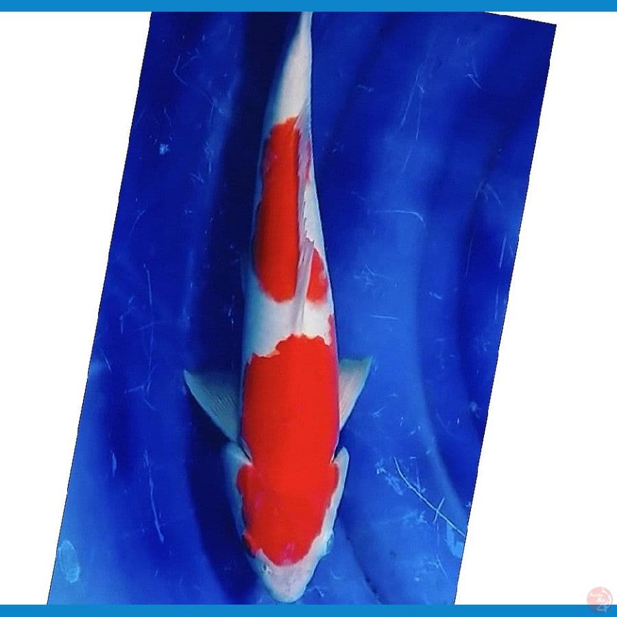 kohaku red STRONG HALUS