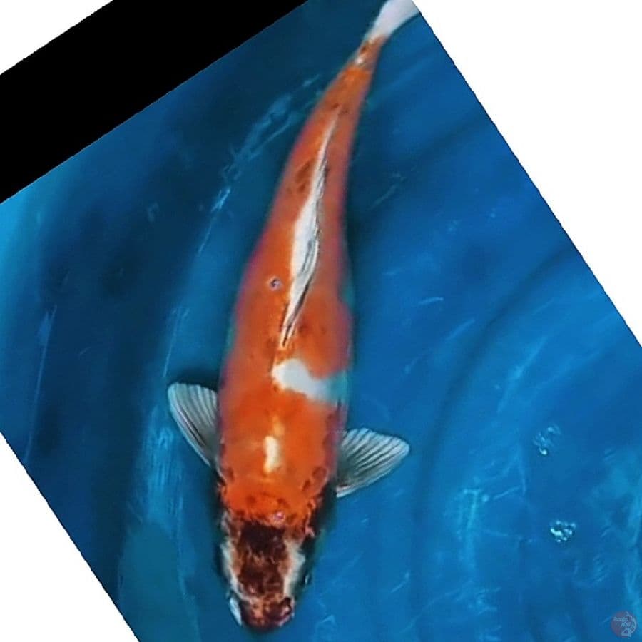 JUMBO INDUK Kikokuryu