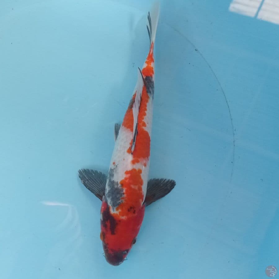 SHOWA 29 cm