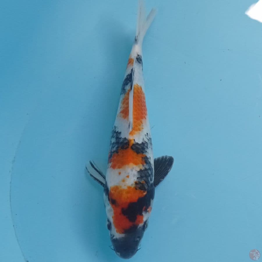 SHOWA 29 cm
