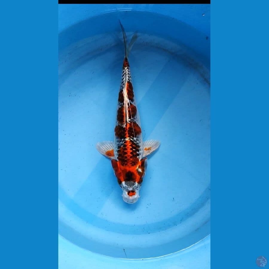 kojakaku 30cm