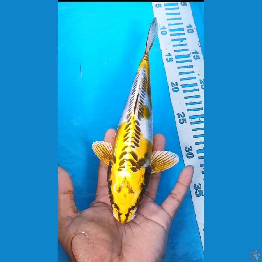 KIKOKURIYU 30cm
