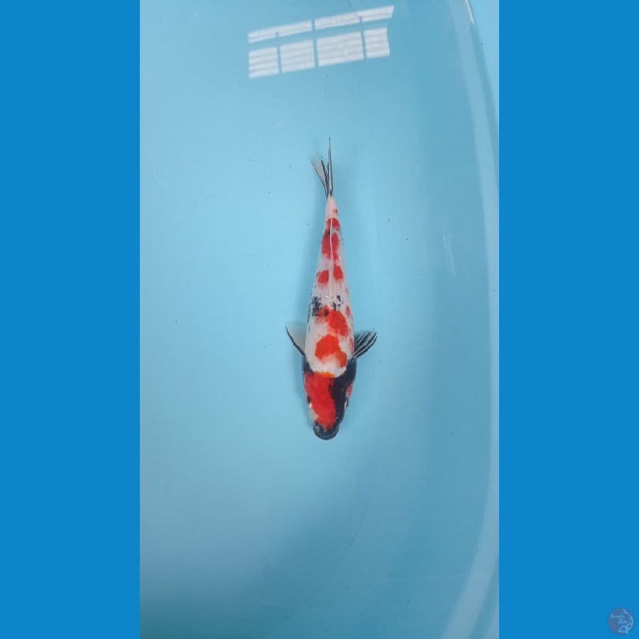 KINDAI SHOWA 29 cm