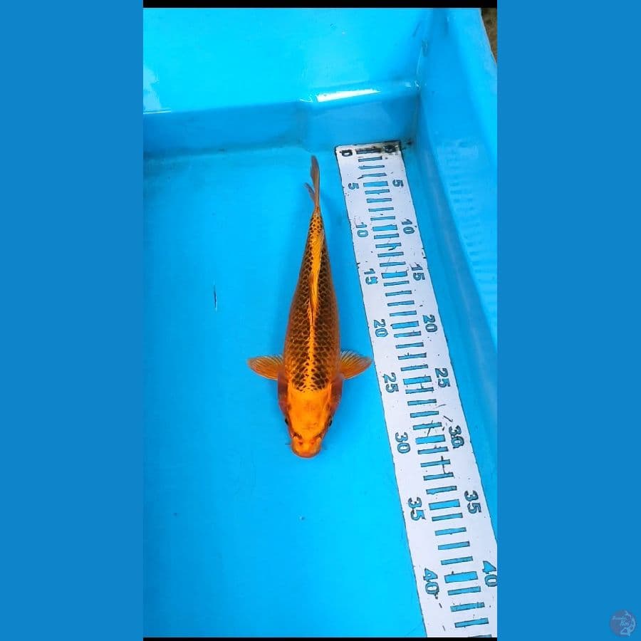 MATSUBA 27CM
