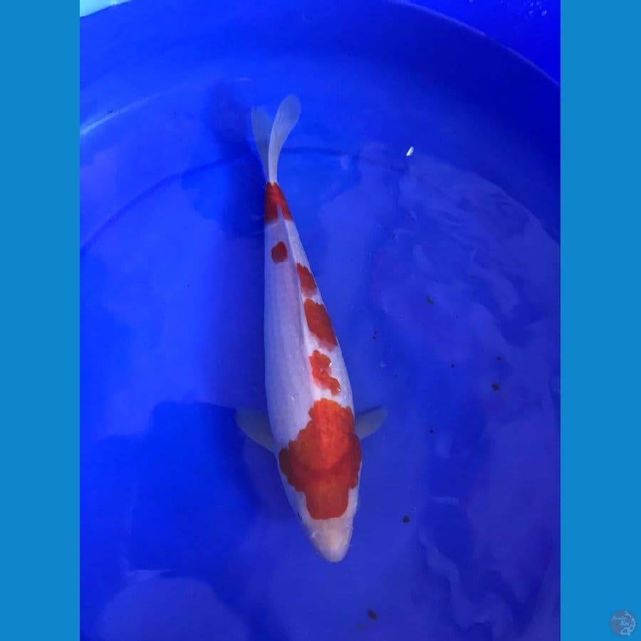 kohaku haluuus 31 cm jantan