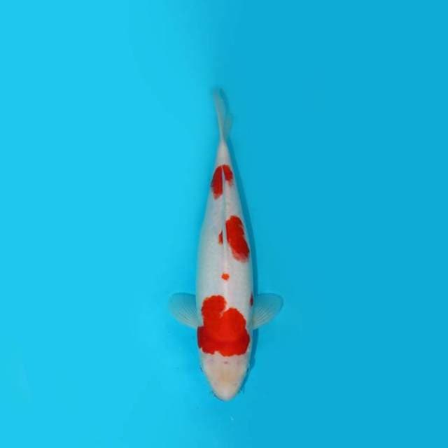 31CM -