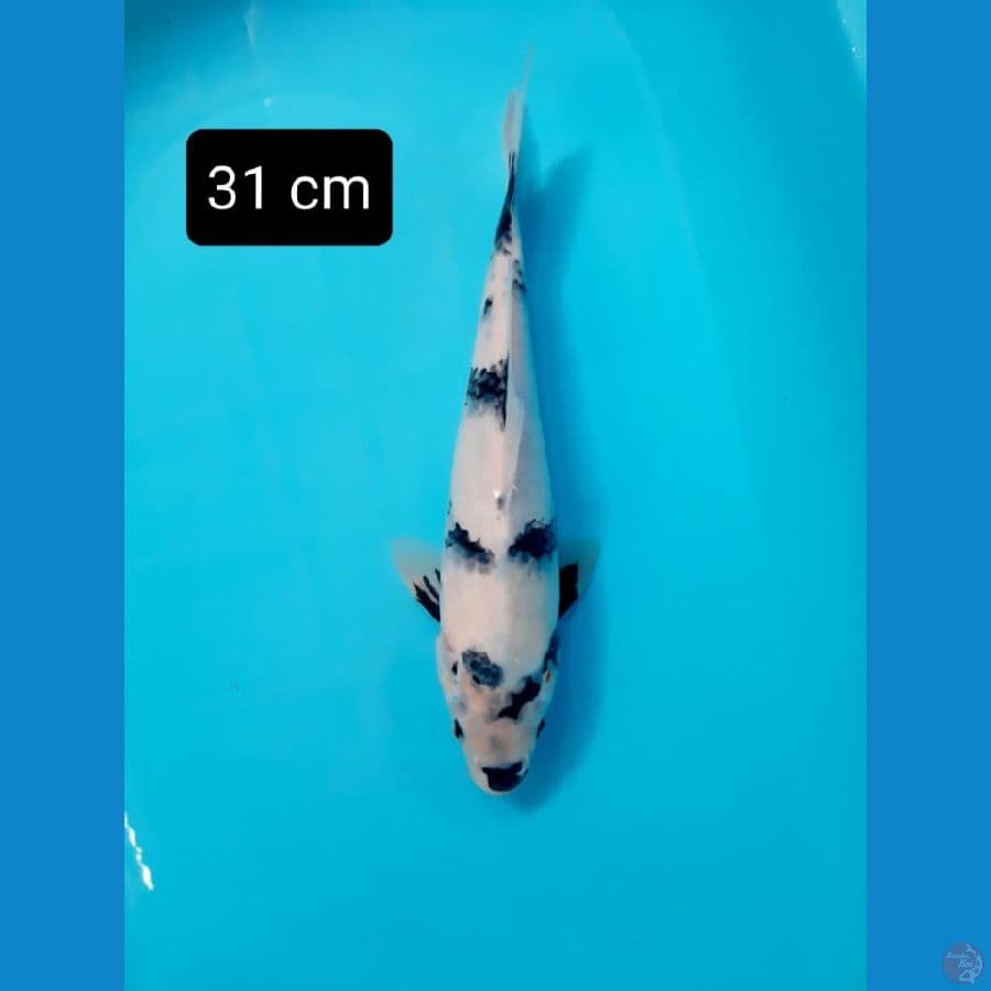 Shiro 31cm