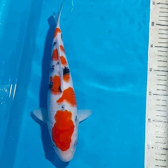 ORIGINAL SANKE BULKY 30 CM