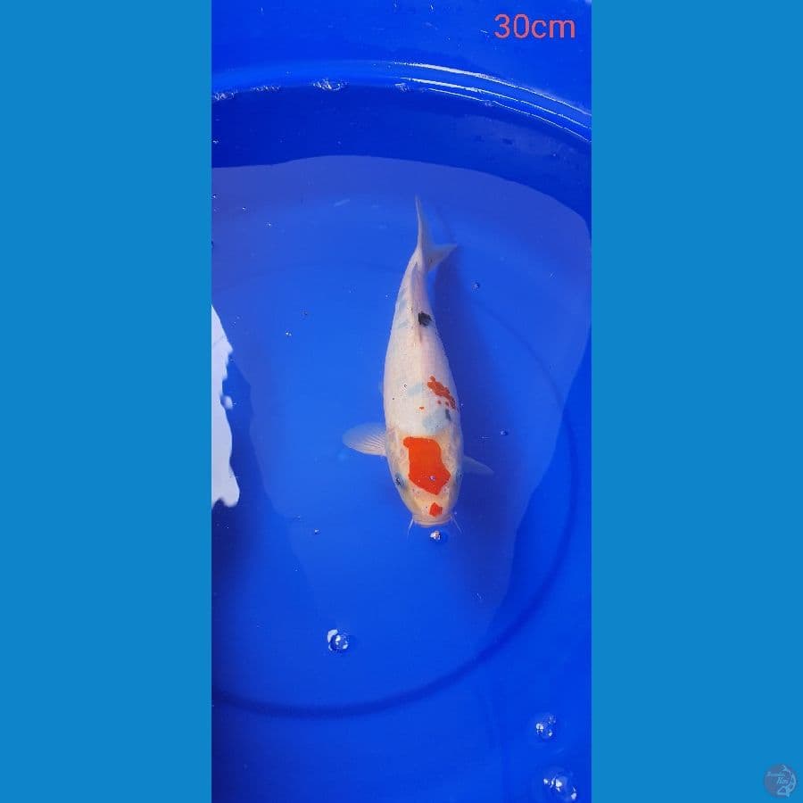 sanke tategoi 30Cm