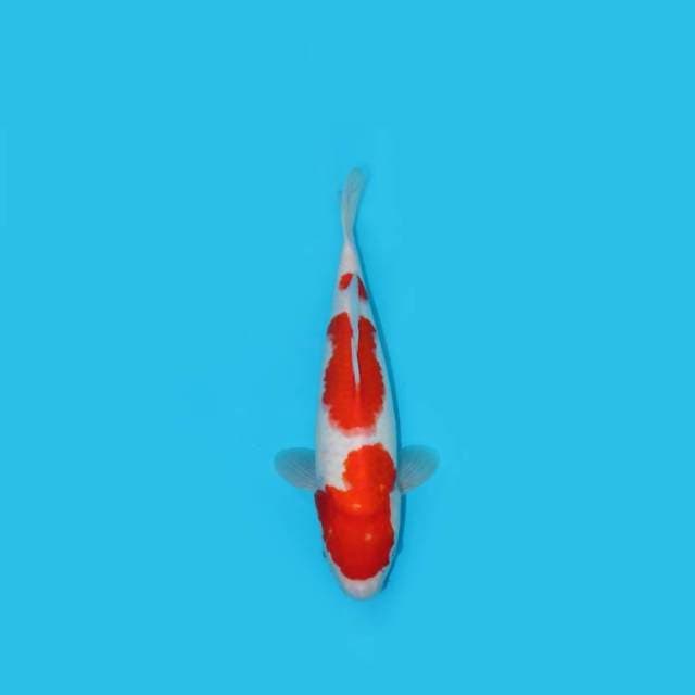 34CM - KOHAKU