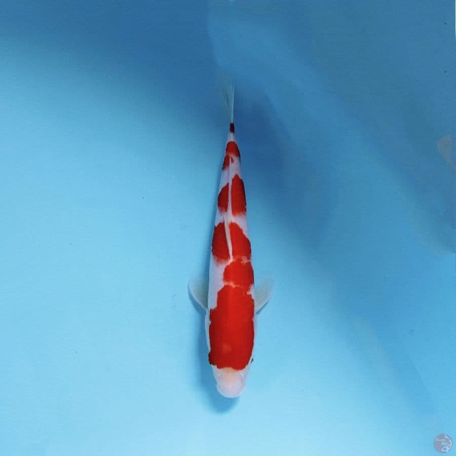 kohaku, 25 cm