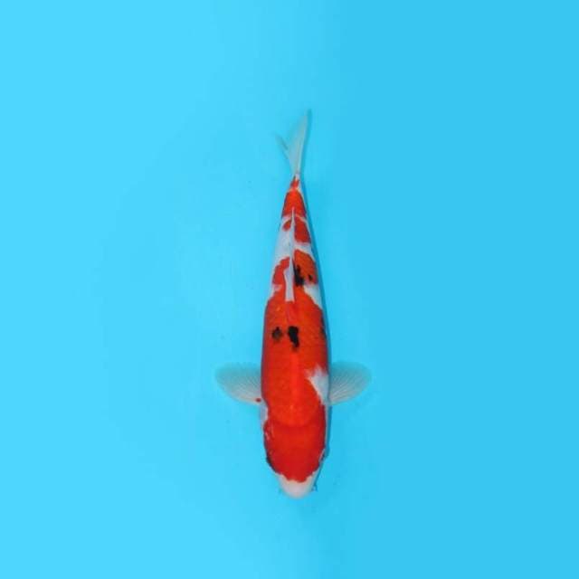 30CM - SANKE